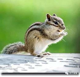 娱乐吃瓜小松鼠小说