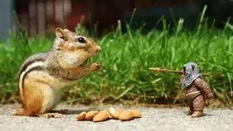 娱乐吃瓜小松鼠小说