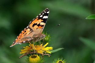 国产采精小蝴蝶,探寻自然之美与科技创新的完美融合