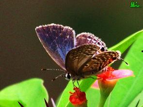 国产采精小蝴蝶,探寻自然之美与科技创新的完美融合